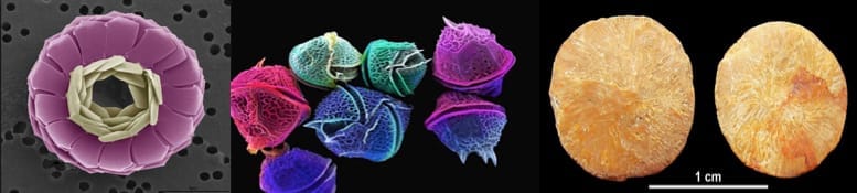 Applied Biostratigraphy in Oil Exploration and Development_3